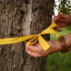 Pressemitteilung Obstbaum-Besitzer*innen gesucht: ZEHN startet niedersachsenweites Ernteprojekt „Gelbes Band“