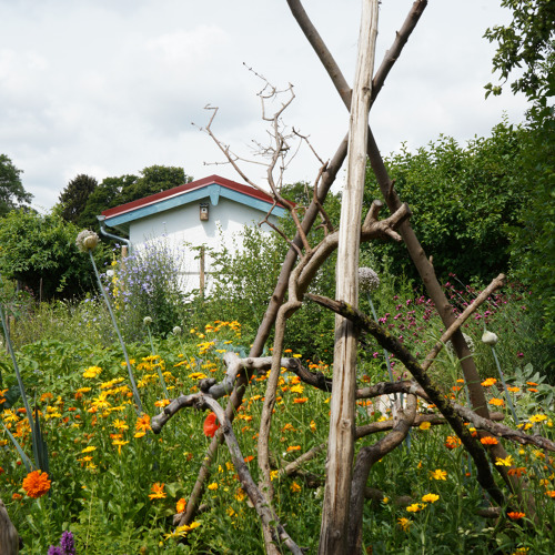Wochenendseminar: Kleingarten im Wandel - zwischen Klimakrise, Artenvielfalt und Zukunftsvision