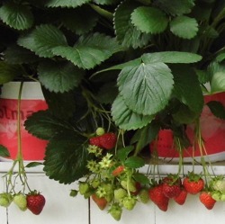 Jetzt ist Pflanzzeit für Erdbeeren!